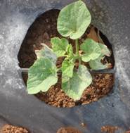 RIDGE GOURD-BLACK POLYTHENE MULCH